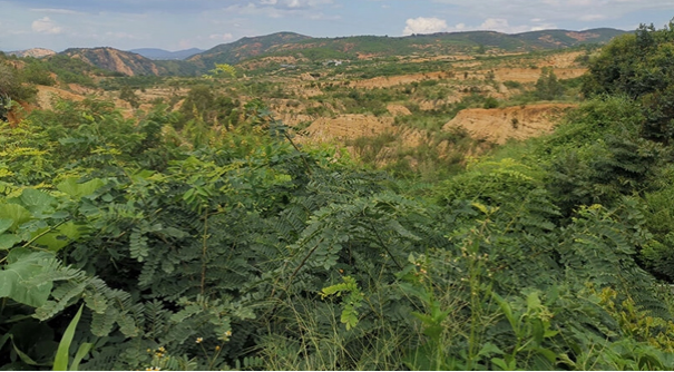 減碳理念進(jìn)行紫膠生產(chǎn)